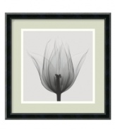 What's on the inside counts when it comes to Steven N. Meyers' astounding x-ray images. With a sleek black frame, this Triumph Tulip print offers an intriguing black-and-white look at the seemingly simple bloom.