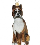 Lucky dog! Just begging for a home, this handsome boxer ornament has puppy dog eyes and a beautiful coat in hand-painted glass by Joy to the World.