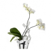 Designed by Mario Trimarchi for Alessi, this airy vase cover was created to chicly house orchids, providing support for the stems and water through transparent tubes.
