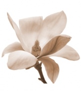 Create an unforgettable impression with Leftbank's canvas print of the noble magnolia flower. Gorgeously photographed up close and finished in a romantic sepia wash, it's the ultimate in visually stunning wall décor.