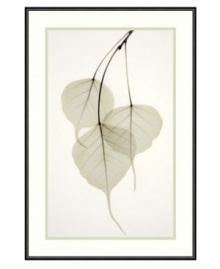 Considered by many cultures to be sacred, the leaves of the Bo Tree in this framed print impart a divinely alluring quality to your decor. Reminiscent of a photographic negative, the delicate veins of the transparent leaves are exposed to reveal a beautifully fragile structure. By Albert Koetsier. Considered by many cultures to be sacred, the leaves of the Bo Tree in this framed print impart a divinely alluring quality to your decor. Reminiscent of a photographic negative, the delicate veins of the transparent leaves are exposed to reveal a beautifully fragile structure. By Albert Koetsier.